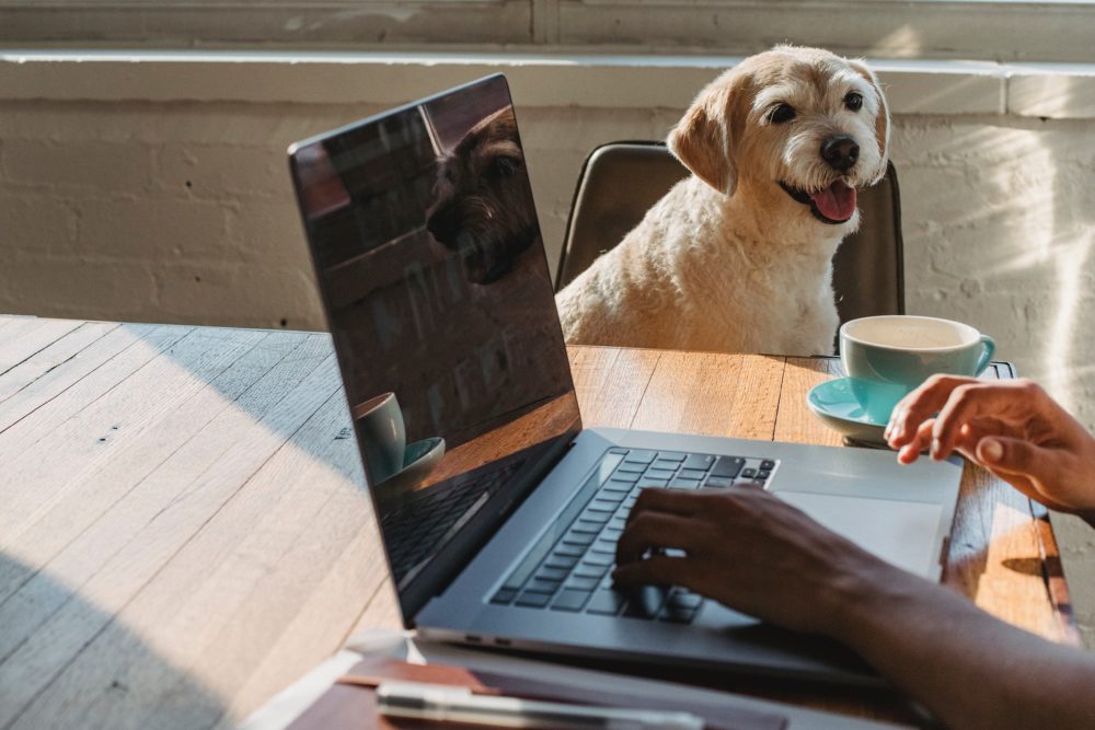 A dog and worker at a laptop